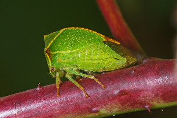 Büffelzikade, Büffelzirpe Stictocephala bisonia 12.09.2010 DE, Leverkusen-OpladenSONY DSC