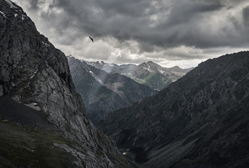 Eagle in the mountains