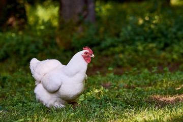White hen or chicken standing in the garden or meadow in green grass