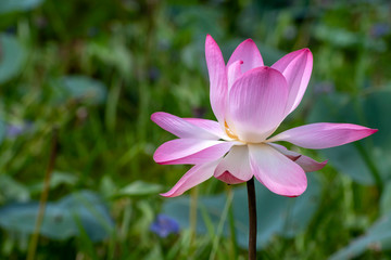 Obraz premium Lotus flower, the lotus ponds in the peaceful and quiet countryside. The background is the lotus leaf and lotus bud and lotus flower and tree