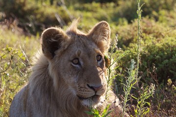 A young male lion in the grass
