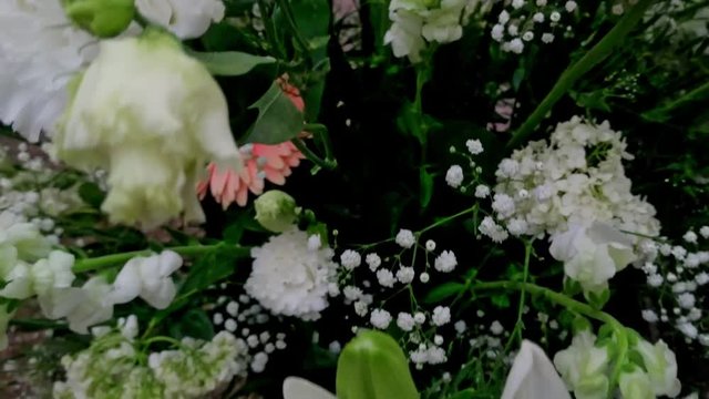 Beautiful transvaal daisy and baby hydrangeas sprouted flowers, close up