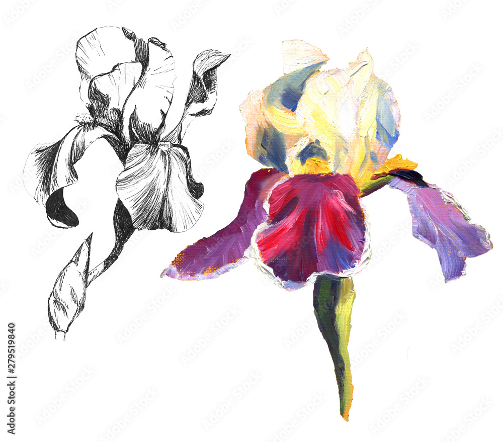 Wall mural hand drawn graphic flower black iris line up and oil painted plant. floral element on white backgrou