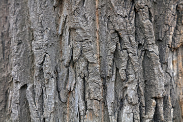 Canada Yang bark