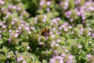 Honigbiene auf kleinen lila Blüten