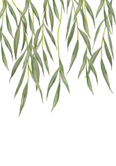 Willow leaves isolated on white background. - obrazy, fototapety, plakaty