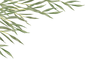 Background with willow leaves.