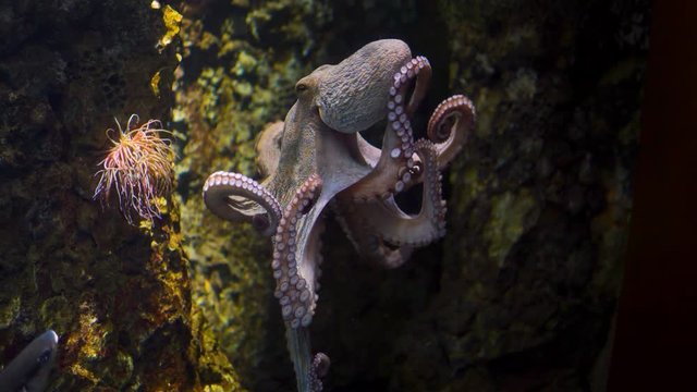 Octopus crawls on the glass of the aquarium with ocean water. Low key 4k shot