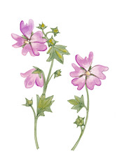 Pink flowers of mallow isolated on white background.