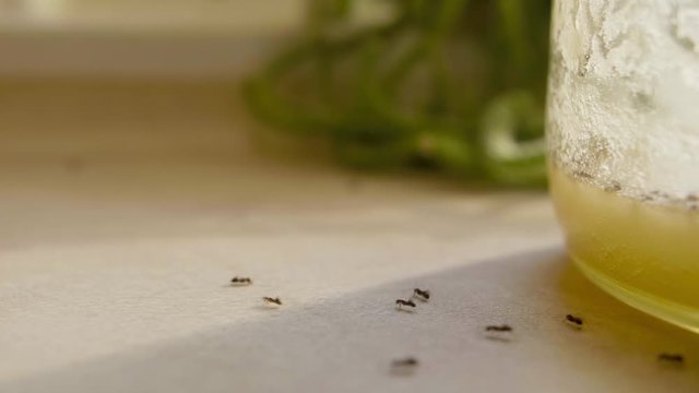 Ants eat the sweet honey from jar in the kitchen in summer day