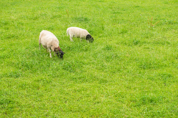 duo sheep with black heads feeding on a meadow,  with space for text