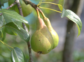 poirier avec poires en été ,détail 