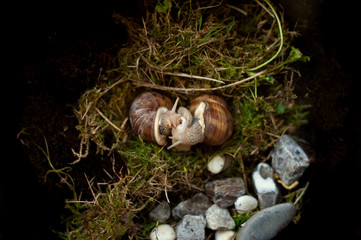 Mating of snails. Copulation of Helix Pomatia with visible penis and dart sac.