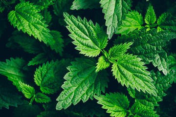 Stinging nettle leaves as background. Green texture of nettle.