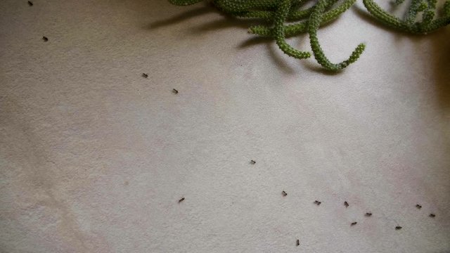 Ants running on the table in the kitchen in summer day