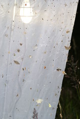 Leuchtturm, Nachtfaltebeobachtung 09.07.2010 DE, Haan (Rheinland), Grube 10