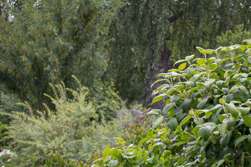 rain in the garden, beautiful blurred background for summer design