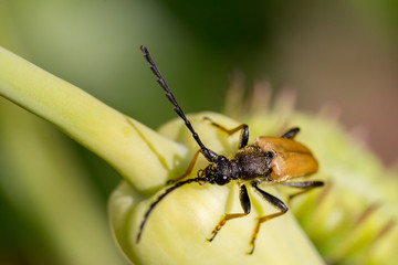 beetle close up on green background