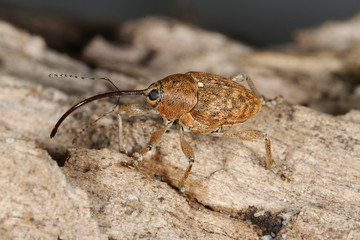 Curculio glandium Gewöhnlicher Eichelbohrer 14.08.2010 DE, Groß Schwansee (Ostsee)SONY DSC