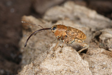Curculio glandium Gewöhnlicher Eichelbohrer 14.08.2010 DE, Groß Schwansee (Ostsee)SONY DSC