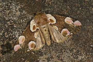 Thyatira batis (LINNAEUS, 1758) Rosen-Eulenspinner, Roseneule 09.07.2010 DE, Haan (Rheinland), Grube 10SONY DSC