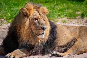 Obraz na płótnie Canvas Asiatic lion laying down in the sun