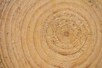 annual rings are visible on the pine saw cut