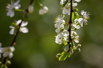 decorative background for design, plum flowers