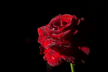 red scarlet rose after rain, on a black background, isolate, studio