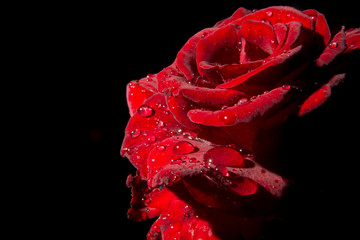 red scarlet rose after rain, on a black background, isolate, studio