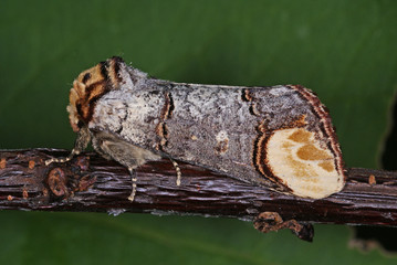 Phalera bucephala (LINNAEUS, 1758) Mondvogel, Mondfleck 2010:06:29 17:39:02 DE, Leverkusen-OpladenSONY DSC