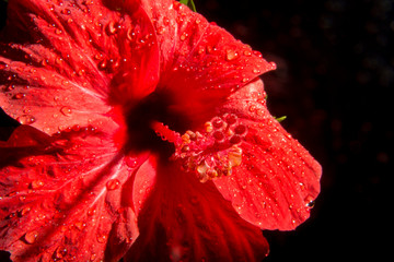 red hibiscus after rain, on a black background, isolate, studio