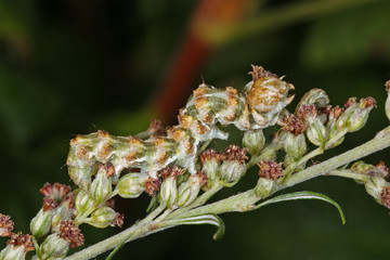 Cucullia absinthii (LINNAEUS, 1761) Beifuß-Mönch, Raupe 18.08.2010 DE, Groß Schwansee (Ostsee)SONY DSC