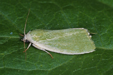 Earias clorana (LINNAEUS, 1761) Weiden-Kahneulchen, Grüneulchen 2010:06:29 17:47:45 DE, Leverkusen-OpladenSONY DSC