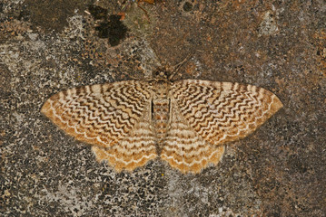 Rheumaptera undulata (LINNAEUS, 1758) Wellenspanner 09.07.2010 DE, Haan (Rheinland), Grube 10SONY...
