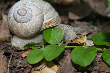 The snail on a green leaf.