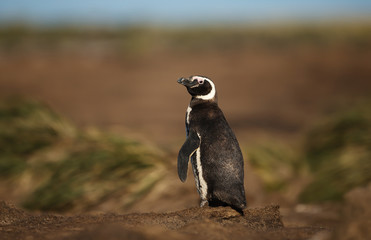 Close up of Magellanic penguin standing in sand