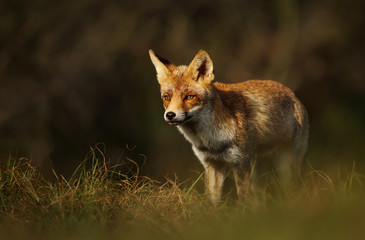 Close-up of a Red fox standing in grass