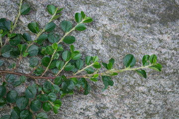 Young plants growing on the stone.