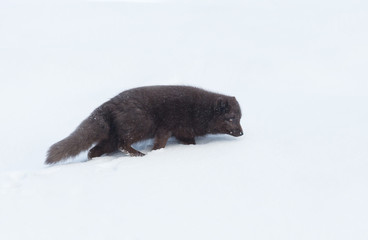 Close up of an Arctic fox in winter