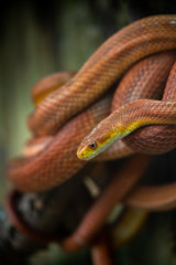 Elaphe rat snake rusty red close up nature macro 