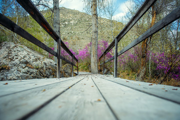 Close-up of gray wooden bridge in mountain gorge. On the shore is a huge mossy stone and rhododendron bushes grow with pink flowers. Opens the prospect of a mountain top and the sky with clouds.