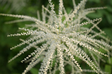 Natural pattern. Botany natural background.