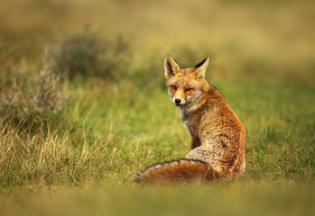 Close up of a red fox sitting in grass