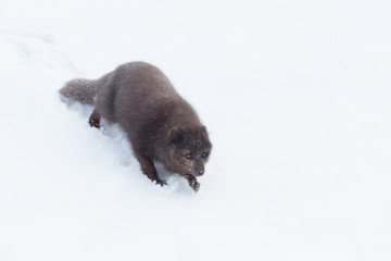 Arctic fox sliding from a snowy hill in winter