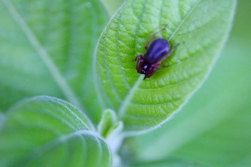 spider on a textured leaf