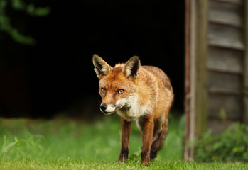 Red fox in grass against black background