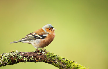 Common chaffinch perching on a mossy tree branch