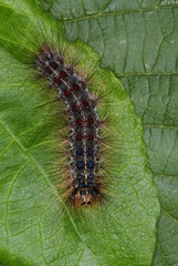Lymantria dispar (LINNAEUS, 1758) Schwammspinner, Raupe 04.07.2010 DE, Leverkusen-Opladen