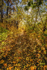  Maple foliage in sunny autumn. Sunlight in early morning in forest. Calm autumn nature, warm sunny weather in early September autumn. Autumn yellow  leafs pattern background